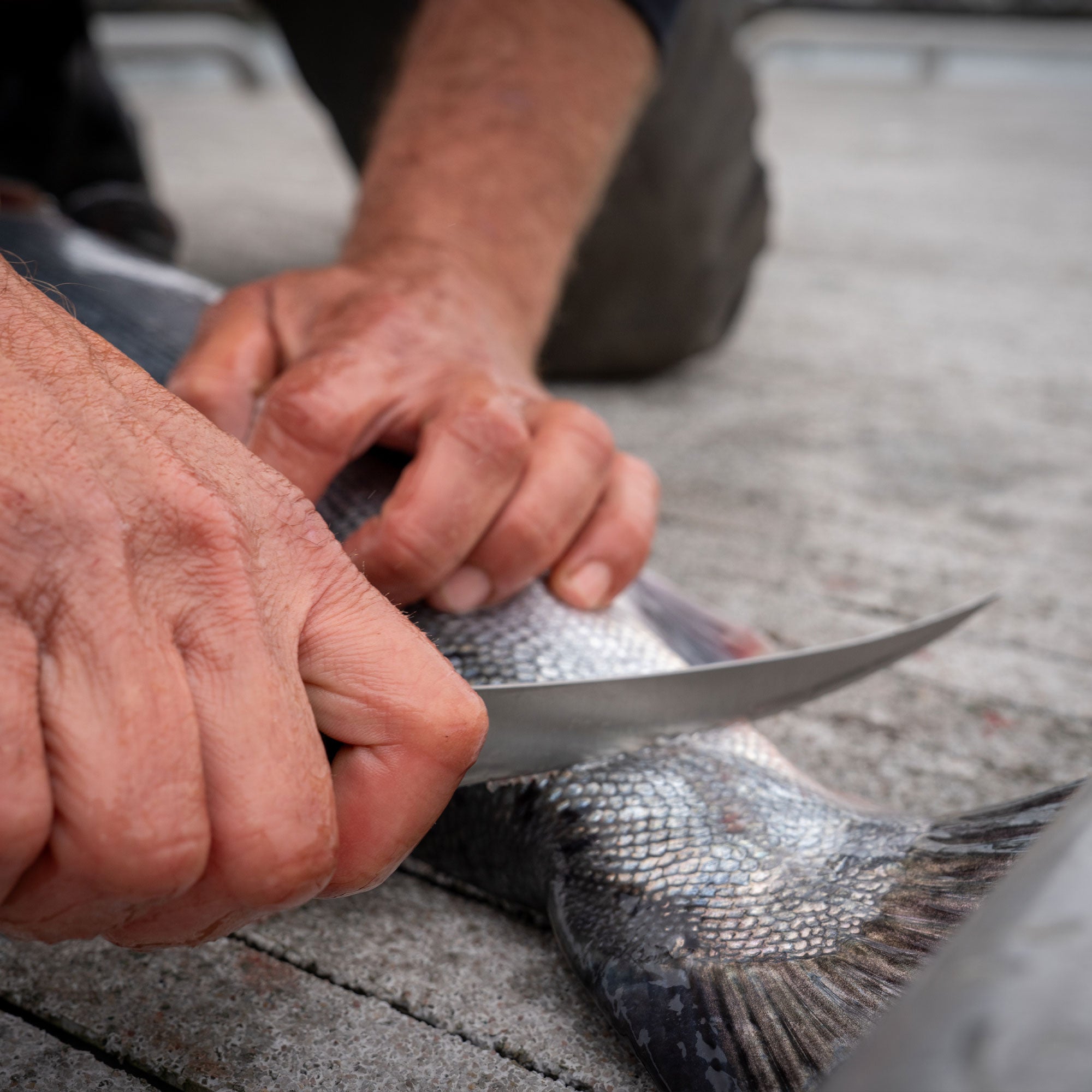Person filleting a fish with a Messermeister Overland Chef Fillet knife on a dock