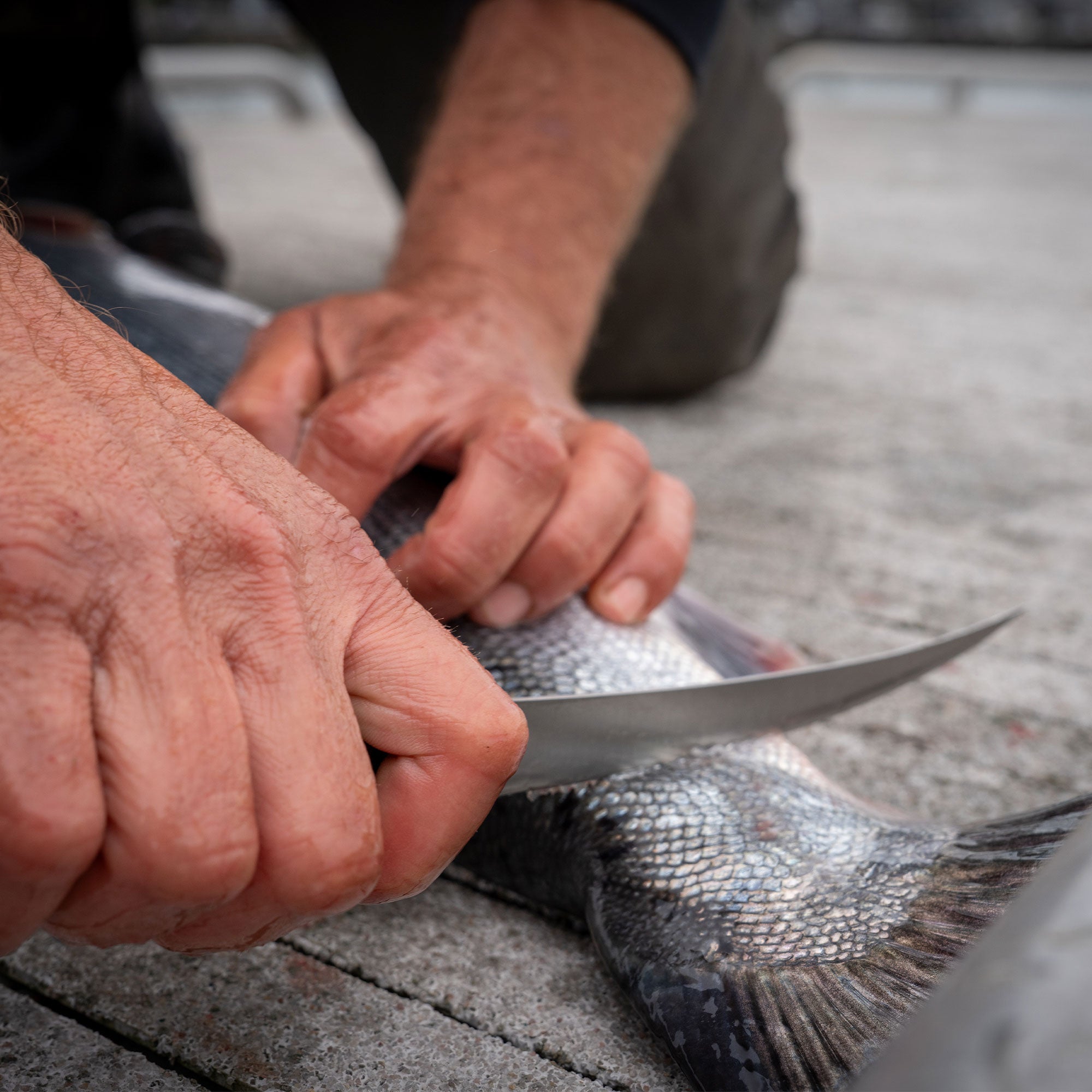 overland filet knife slicing the tail off of a fish